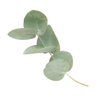 Eucalyptus Globulus Leaf Oil