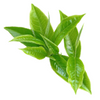 Camellia Sinensis (Green Tea) Leaf Extract