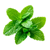 Mentha Piperita Leaf Oil